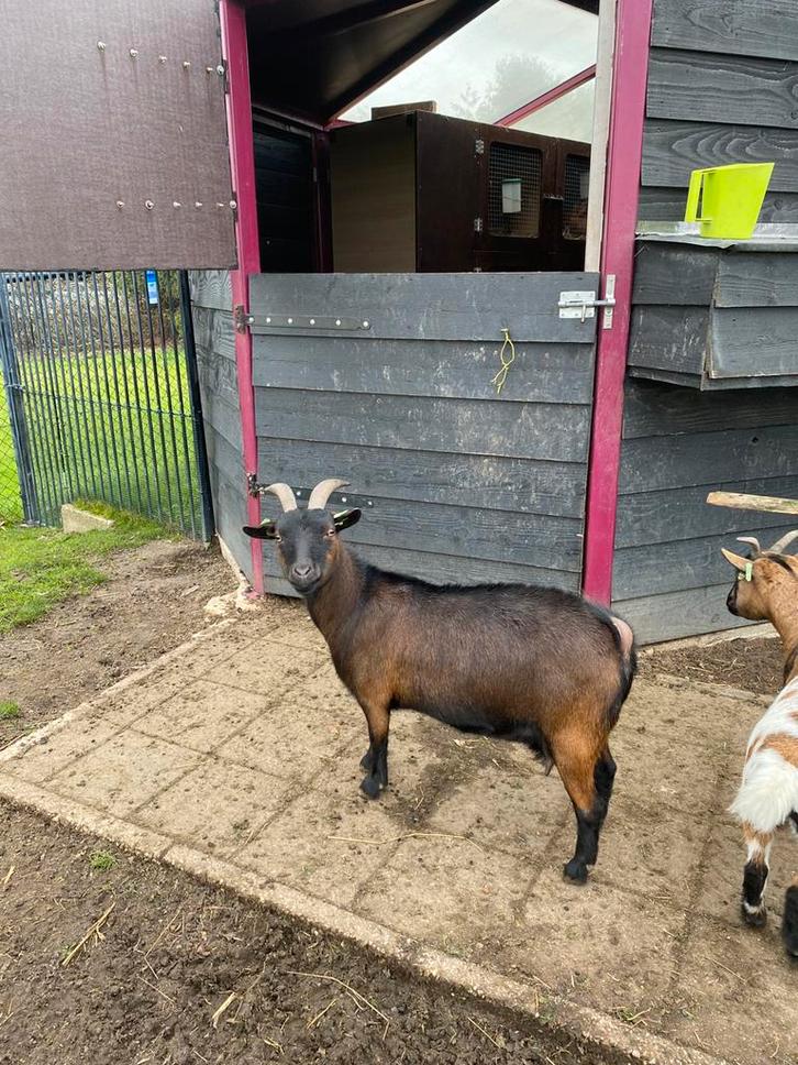 Prachtige dwerggeit, Dieren en Toebehoren, Schapen, Geiten en Varkens, Geit, Vrouwelijk