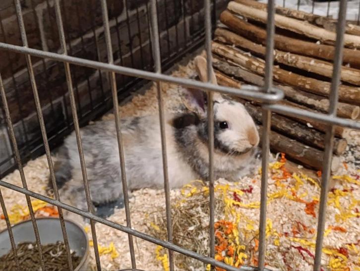 Konijn ram, Dieren en Toebehoren, Konijnen, Dwerg, Mannelijk, 0 tot 2 jaar