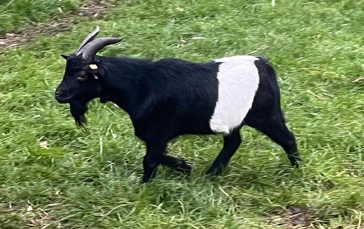 Mooie dwergbok te huur, Dieren en Toebehoren, Schapen, Geiten en Varkens