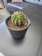 Cactus, Ophalen, Cactus, Volle zon, Minder dan 100 cm