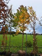 Prachtige liquidambar styraciflua 20-25 cm €450 Amberboom, Tuin en Terras, Planten | Bomen, In pot, Halfschaduw, Zomer, 400 cm of meer