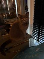 Lieve Britse Korthaar poes 3 jaar., Dieren en Toebehoren, Katten en Kittens | Raskatten | Korthaar, Poes, Ontwormd, 3 tot 5 jaar