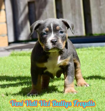 🔥🔥Tricolor American Bully pocket pups🔥🔥 beschikbaar voor biedingen