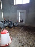 Wyandotte haantjes, Dieren en Toebehoren, Pluimvee, Mannelijk, Kip