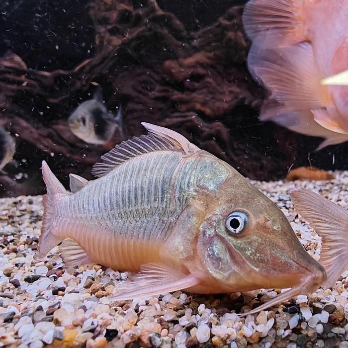 Brochis multiradiatus, Dieren en Toebehoren, Vissen | Aquariumvissen, Vis