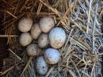 Eenden eieren voor consumptie, Dieren en Toebehoren, Pluimvee, Meerdere dieren, Eend
