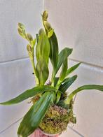 Orchidee Zygopetalum in mos p14 (4), Huis en Inrichting, Kamerplanten, Ophalen of Verzenden, Overige soorten, Minder dan 100 cm