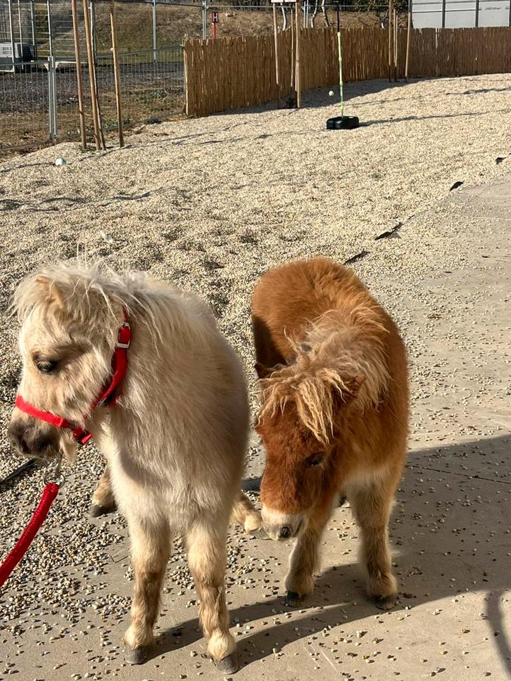 Gezocht : 10-12 shetlandveulens met pas, Dieren en Toebehoren, Overige Dieren, Meerdere dieren, Januari