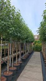 amberboom liquidambar worplesdon in pot, Tuin en Terras, Planten | Bomen, Ophalen, In pot, Volle zon, Overige soorten
