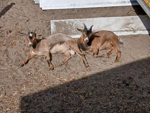 dwerggeiten bokjes, rood schimmel en bruin, Dieren en Toebehoren, Schapen, Geiten en Varkens, Geit, Mannelijk, 0 tot 2 jaar