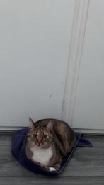 Sirin zoekt een nieuwe liefdevolle huisje., Dieren en Toebehoren, Katten en Kittens | Raskatten | Korthaar, Poes, Gechipt, 0 tot 2 jaar