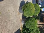 Mega taxus bollen in pot, Tuin en Terras, Planten | Bomen, Bloeit niet, Halfschaduw, Overige soorten, Minder dan 100 cm