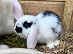 2 NHD baby konijntjes te koop, Dieren en Toebehoren, Meerdere dieren, Dwerg, Hangoor, 0 tot 2 jaar