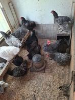 Hennen, Dieren en Toebehoren, Pluimvee, Vrouwelijk, Kip