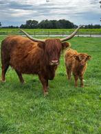 Schotse hooglander, Dieren en Toebehoren, Mannelijk, 0 tot 2 jaar