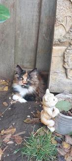 Geweldige Maine Coon kittens 😻😺💝💙🫶, Dieren en Toebehoren, Meerdere dieren, Ontwormd