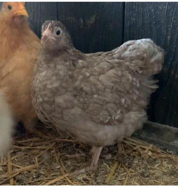 Orpington kriel jonge hen in koekoek  🤎🤍 beschikbaar voor biedingen