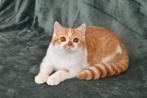 Darian – Cinnamon Carrier British Shorthair Boy (d 03), Poes, Gechipt, 0 tot 2 jaar