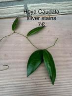 Hoya caudata silver stains, Overige soorten, Minder dan 100 cm, Ophalen of Verzenden, Halfschaduw