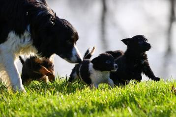 borador (border collie pups/labrador pups)pups, REUTJES beschikbaar voor biedingen