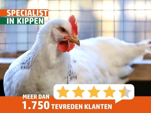 Sussex Kip | Columbia | Mooie kip | Goede legger, Dieren en Toebehoren, Pluimvee, Kip, Meerdere dieren