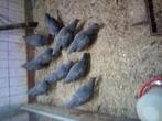 Jong amrock hennetjes 18 weken oud, Dieren en Toebehoren, Pluimvee, Vrouwelijk, Kip