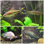 Zoet water vissen, Dieren en Toebehoren, Vissen | Aquariumvissen, Vis