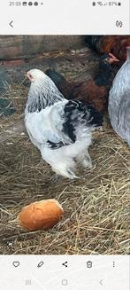 2 Brahma Kippen, Dieren en Toebehoren, Pluimvee, Vrouwelijk, Kip