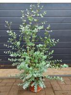 Eucalyptus Gunnii - Eucalyptusplant / Gomboom H: 94 cm., Tuin en Terras, Planten | Tuinplanten, Volle zon, Vaste plant, Bloeit niet