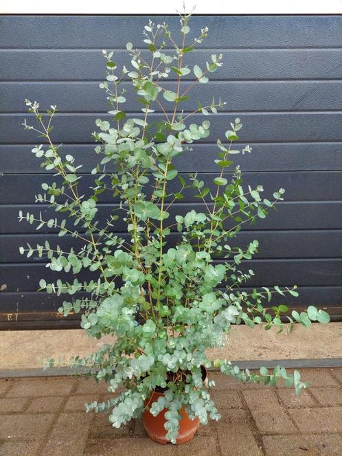 Eucalyptus Gunnii - Eucalyptusplant / Gomboom H: 94 cm., Tuin en Terras, Planten | Tuinplanten, Vaste plant, Overige soorten, Volle zon