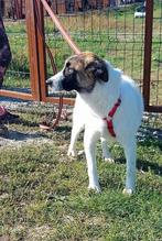 URGENT HELP LIEVE BORIS IS ERG ONGELUKKIG VERBLIJFT IN NL, Dieren en Toebehoren, Honden | Niet-rashonden, Particulier, Rabiës (hondsdolheid)