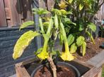 Mooie geel enkel bloemige brugmansia, Ophalen, Minder dan 100 cm, Overige soorten, Zomer