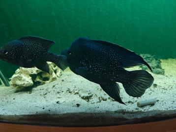 Paratilapia polleni (starry night cichliden) koppel beschikbaar voor biedingen