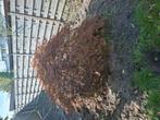 Japanse Esdoorn te koop!, Tuin en Terras, Planten | Bomen, Ophalen, Bloeit niet, Halfschaduw, Overige soorten