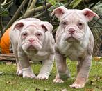 Old English Bulldogs Bullforce Aanbieding !!!!!!!!!!!, Nederland, 8 tot 15 weken, Meerdere, Meerdere dieren