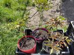 Tuin = Plant MJ = Pioenroos - Paeonia - Kleur Onbekend, Ophalen, Overige soorten