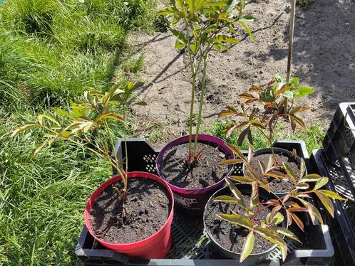 Tuin = Plant MJ = Pioenroos - Paeonia - Kleur Onbekend, Tuin en Terras, Planten | Tuinplanten, Overige soorten, Ophalen