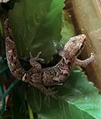 Bavayia exsucidda, New Caledonia gecko, Dieren en Toebehoren, Hagedis