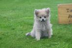 Dwergkees pups ,pomeriaan,keeshond ,spitz pup 💖💖💖, België, Keeshond, 15 weken tot 1 jaar, Meerdere