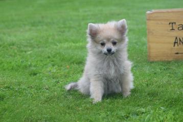 Dwergkees pups ,pomeriaan,keeshond ,spitz pup 💖💖💖 beschikbaar voor biedingen