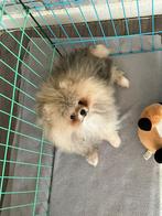Mooi pomeranian teefje, Dieren en Toebehoren, Parvo, Particulier, Overige rassen, 8 tot 15 weken