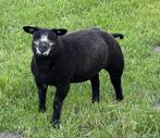 Stamboek Blauwe Texelaar ooilam lam ooilammeren ooi ooien, Dieren en Toebehoren, Schapen, Geiten en Varkens, Vrouwelijk, Schaap