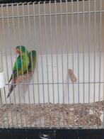 Koppel swiftparkieten overjarig., Dieren en Toebehoren, Vogels | Parkieten en Papegaaien, Meerdere dieren, Parkiet
