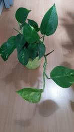 Epipremnum aureum, Huis en Inrichting, Kamerplanten, Ophalen of Verzenden, Overige soorten, Minder dan 100 cm
