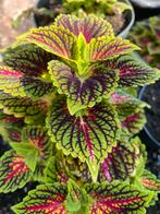 Siernetel stekjes, Tuin en Terras, Planten | Tuinplanten, Ophalen of Verzenden, Zomer, Overige soorten, Volle zon
