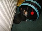 T.e.a.b. Vier kittens aangeboden, Dieren en Toebehoren, Katten en Kittens | Raskatten | Korthaar, Meerdere dieren, Ontwormd, 0 tot 2 jaar