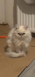 2 perzische katten 1 met stamboom (meisjes/poesjes), Dieren en Toebehoren, Katten en Kittens | Raskatten | Langhaar, Meerdere dieren