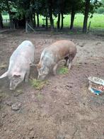 Dekbeer, Dieren en Toebehoren, Schapen, Geiten en Varkens, Mannelijk, Geit