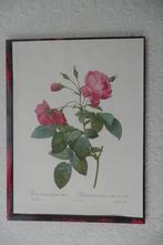 P.J. Redoute  2 x, Ophalen of Verzenden