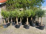 Toppers van winterharde olijfbomen olijf boom 2 voor 150 €, Tuin en Terras, In pot, Olijfboom, Zomer, Volle zon